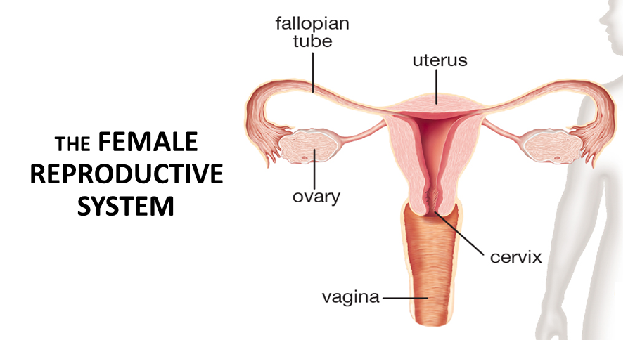 Diagram of the female reproductive system highlighting the fallopian tubes, uterus, ovaries, cervix, and vagina