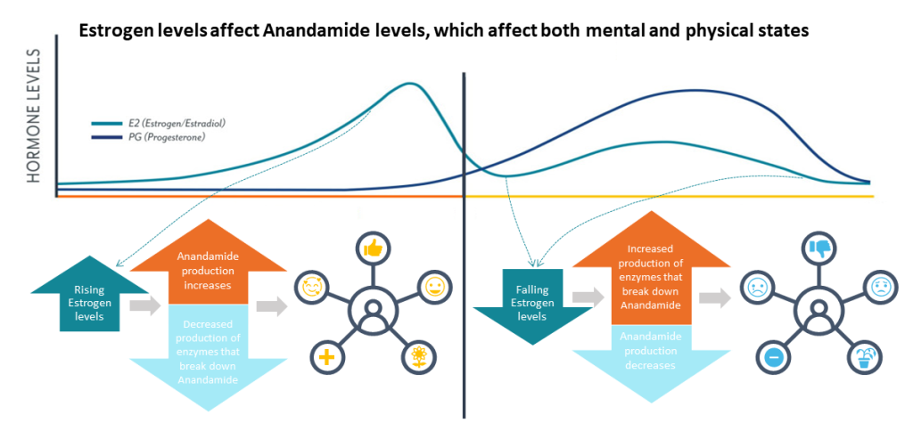 Diagram illustrating the correlation between the female hormonal cycle and anandamide levels over a 28-day period